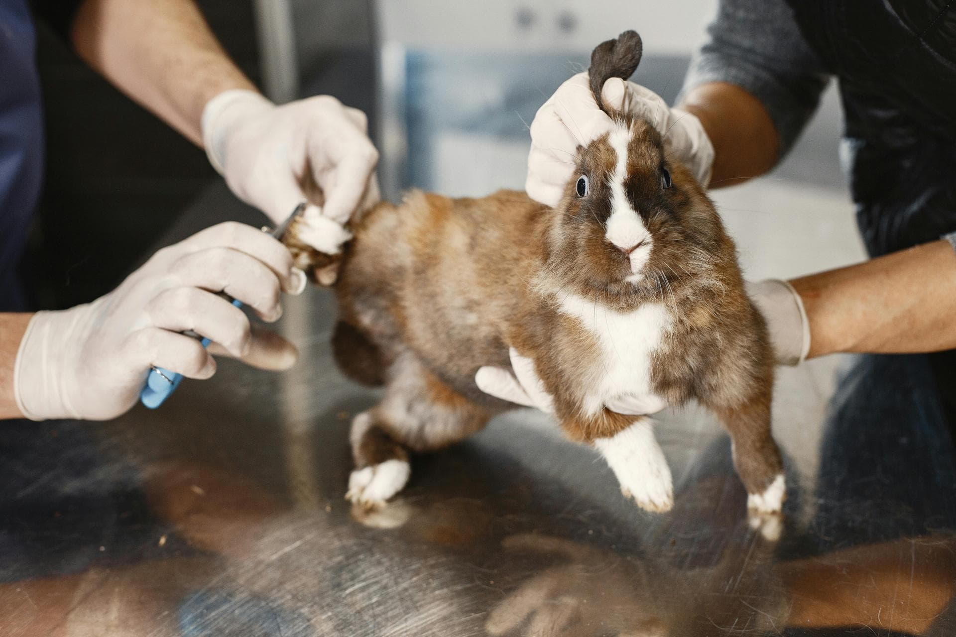 Emergency Vets in Staten Island